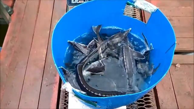 Клёвое место. Лосиный остров. Зарыбление осетром нижнего пруда 100 кг. смотреть онлайн