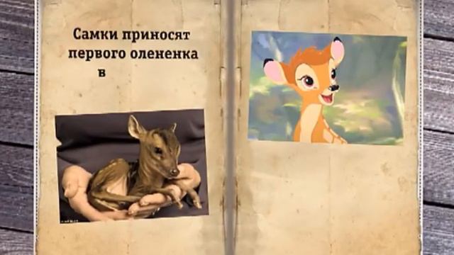 Полтора натуралиста: Пятнистые олени смотреть онлайн