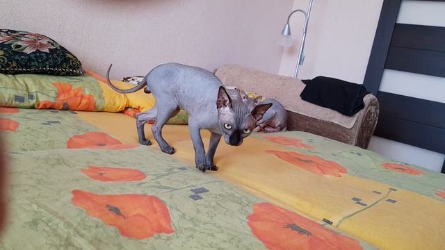 Игра СФИНКСОВ!!! смотреть онлайн