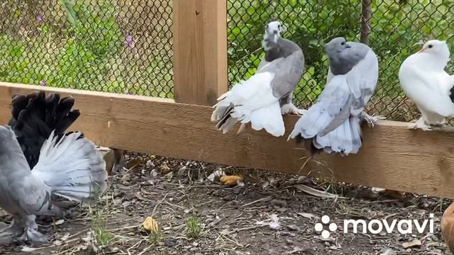 Голуби павлины. Индийские павлины. Indian Fantail Pigeon