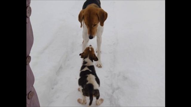 Ирэшка - не охотничья собака...Ireshka is not a hunting dog смотреть онлайн