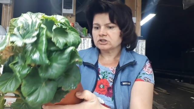 Бегонии ЭЛАТИОР. Размножаю, выращиваю и продаю! смотреть онлайн
