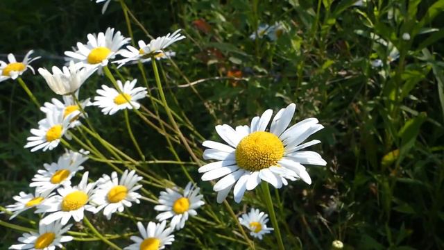 Oxeye Daisies: An Edible Wild Plant смотреть онлайн