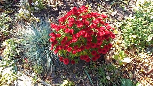 НА ДАЧЕ 15 ОКТЯБРЯ ) Осенние работв в саду. смотреть онлайн