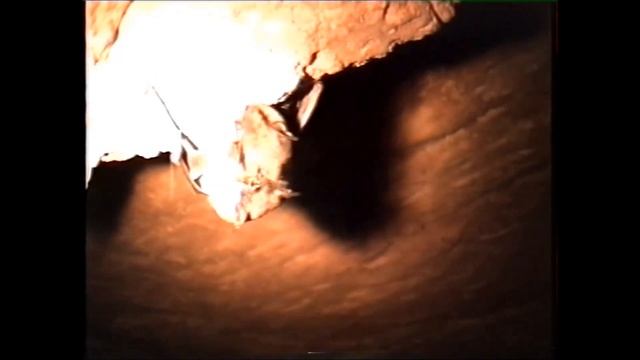 Размножение летучих мышей смотреть онлайн