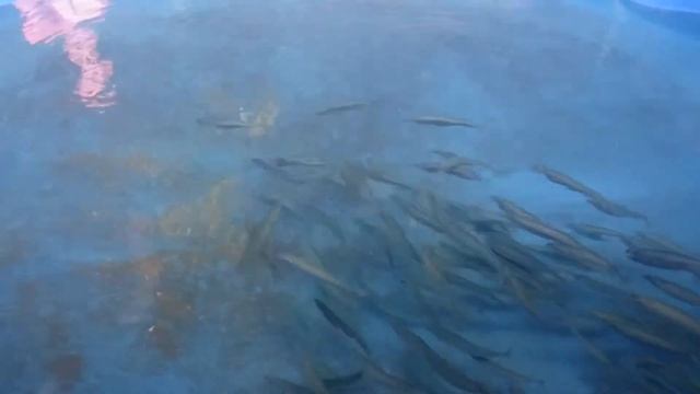 Scomber scombrus TDEAQUA смотреть онлайн