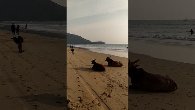 Пляж Агонда/ Гоа/Индия смотреть онлайн