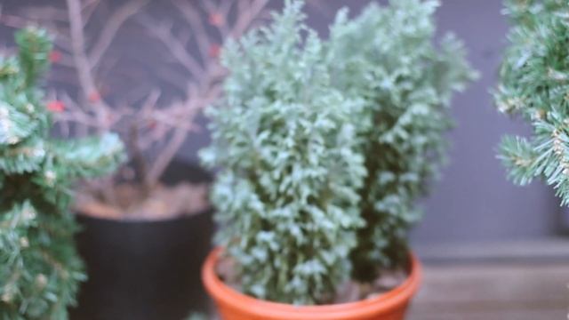 Новогоднее оформление витрины | МОНТАЖ | Moscow Flower School