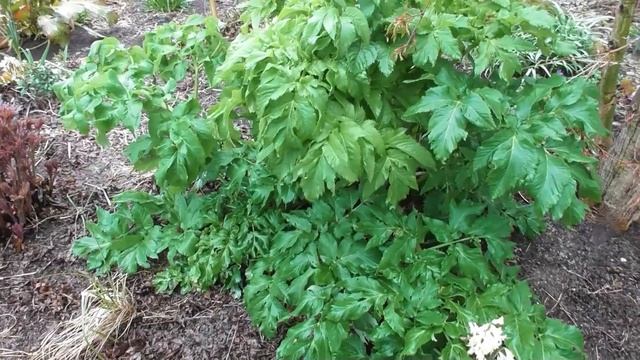 Что цветёт в моем саду в начале апреля и кто ест эти цветы смотреть онлайн