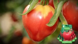 Помидоры сорта Малиновый рассвет