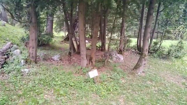 The botanic garden: stones, Thuja occidentalis смотреть онлайн