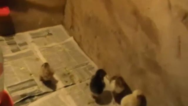 Цыплята: Кохинхин карликовый, Первомайские, Брама смотреть онлайн