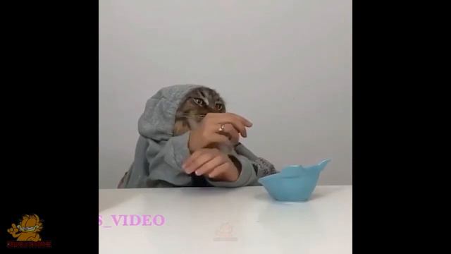 🐶 Собаки и 😹 Кошки в самых забавных ситуациях - Смешные видео с животными 😂 смотреть онлайн