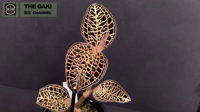 【ハイブリッドジュエル】Anoectonia (Anoectochilus × Dossinia marmorata) アネクトニア смотреть онлайн
