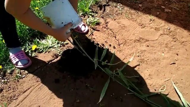 Имбирь. Выращивание имбиря в домашних условиях.🌿 смотреть онлайн