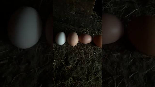 Укрываем Юкку на зиму смотреть онлайн