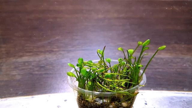 МАРСИЛИЯ КРЕНАТА ( MARSILEA CRENATA ) смотреть онлайн