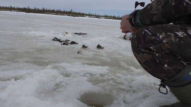 ПОЛ МЕШКА КРУПНЫХ ОКУНЕЙ?С ОДНОЙ ЛУНКИ?РЫБАЛКА НА СЕВЕРЕ!!! Зимняя рыбалка 2022 г смотреть онлайн