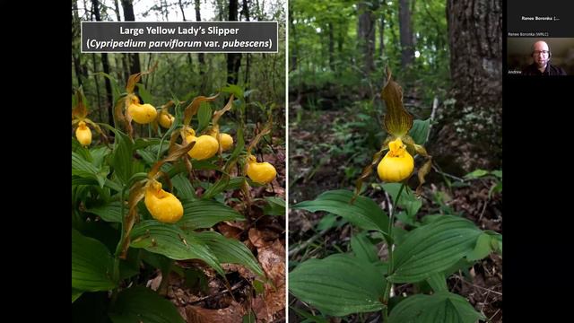 Zoom into Nature: Ohio's Wild Orchids смотреть онлайн
