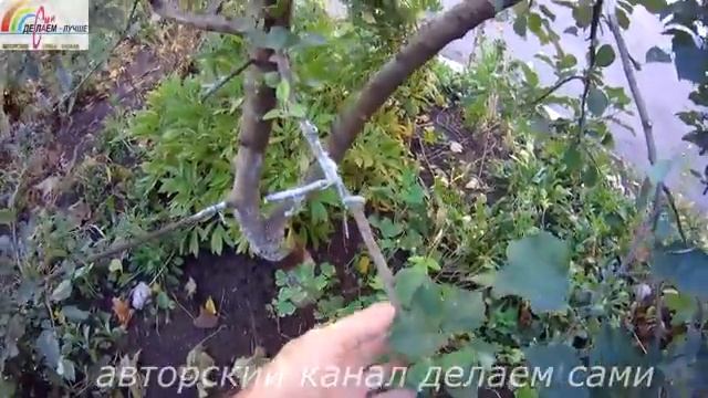 Спустя год-результат прививка груши на яблоню.Плодоношение груши.Прививка плодовых деревьев смотреть онлайн