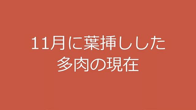 4月から始めた多肉生活。現在あるうちの葉挿しの様子です。 смотреть онлайн