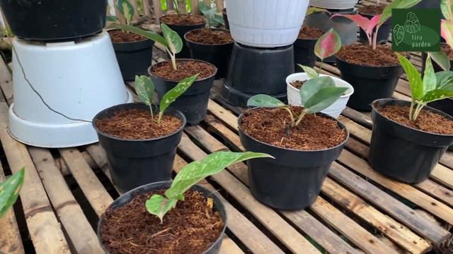 RSP BIBIT FLORA MEMANG KEREN KEREN KOLEKSINYA GAEESS!!! DARI YG MURAH SAMPAI YG MAHAL ADA... EPS 16 смотреть онлайн