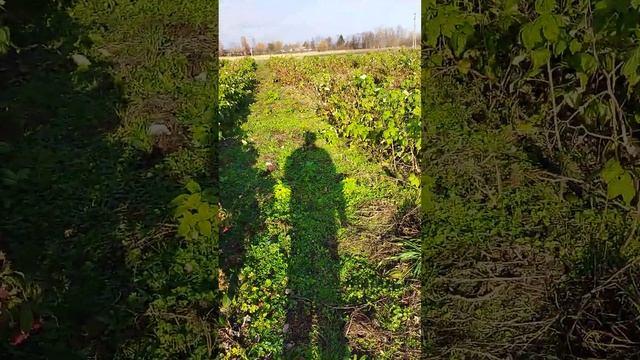 Ремонтантная малина сортов маравилла, зюгана, энросадира, прималба, имара в Беларуси смотреть онлайн