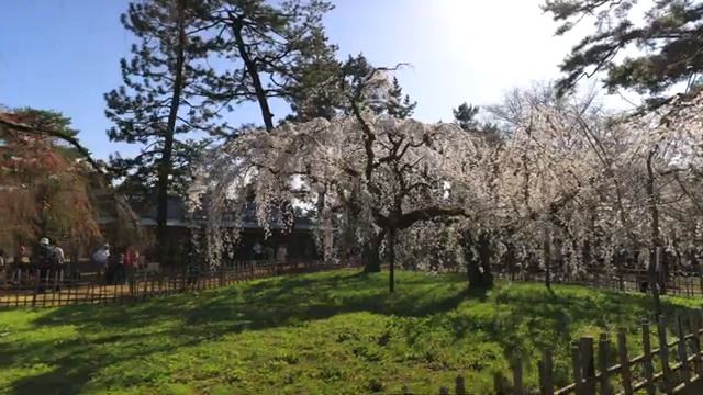 20 Лучших видов Киото весной смотреть онлайн