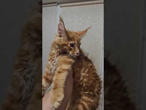 Чем я кормлю Мейн Куна смотреть онлайн