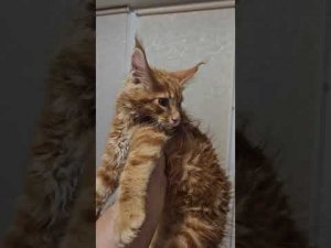 Чем я кормлю Мейн Куна