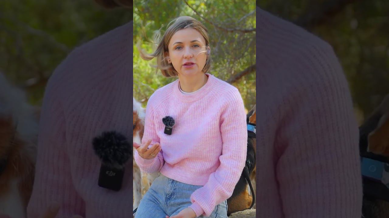 Как мальтипу снимают тревогу #shorts смотреть онлайн