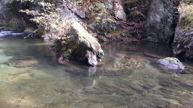 Голец на горной реке - Char on mountain stream. смотреть онлайн