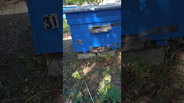 Варроатоз . Почему ползут молодые пчелы ? смотреть онлайн