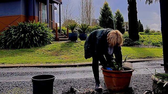 Repotting Agapanthus | How To Repot Agapanthus Plants | Littlewood Agapanthus Farm | Agapanthus Car