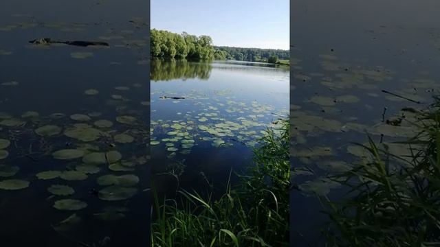 Где купаться в Домодедово? смотреть онлайн