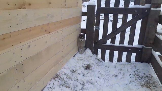 Меняем жизнь к лучшему?Увеличиваем штат. смотреть онлайн