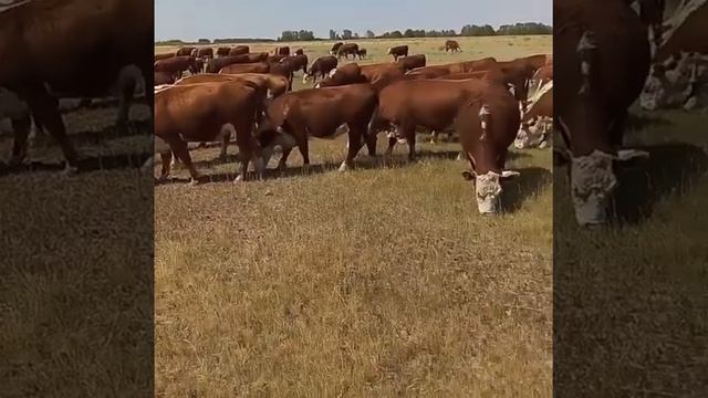 Бычки на продажу! Экспорт из России! смотреть онлайн