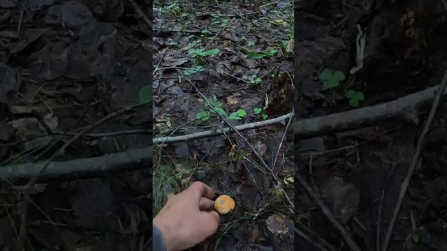 ГРИБНИК ВСТРЕТИЛ ИДЕАЛЬНЫЕ ПОДОСИНОВИКИ И БЫЛ СЧАСТЛИВ. ВСЕМ ЖЕЛАЮ ПОДОБНЫХ НАХОДОК В ЛЕСУ. смотреть онлайн