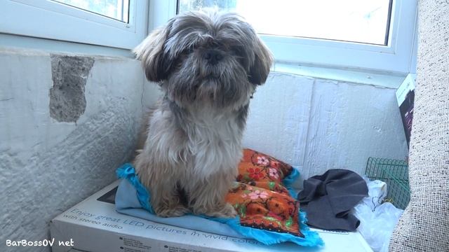 СТРИЖКА ДО и ПОСЛЕ / ЧУДЕСА ПРЕОБРАЖЕНИЯ смотреть онлайн