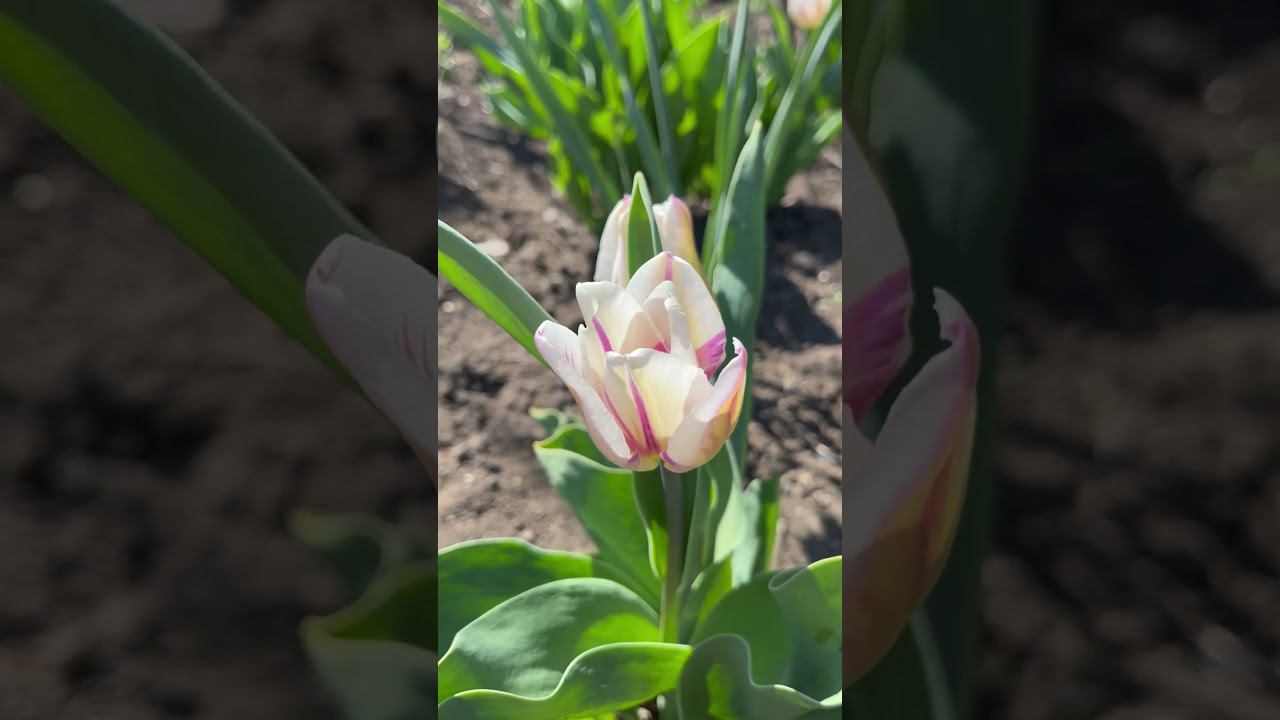 7 апреля 2024 г.