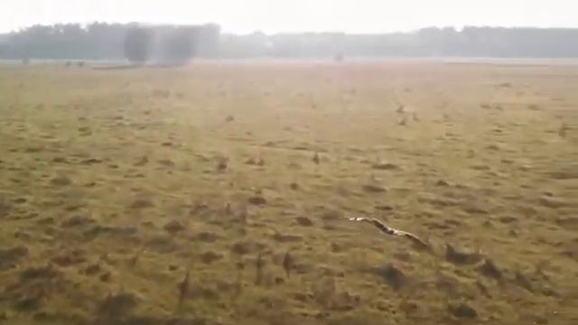 Аист в полете смотреть онлайн