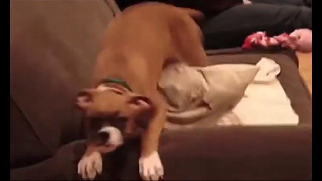 Vigle смотреть онлайн