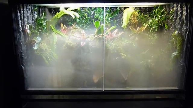 E.N.T VIVARIUM DART FROG смотреть онлайн
