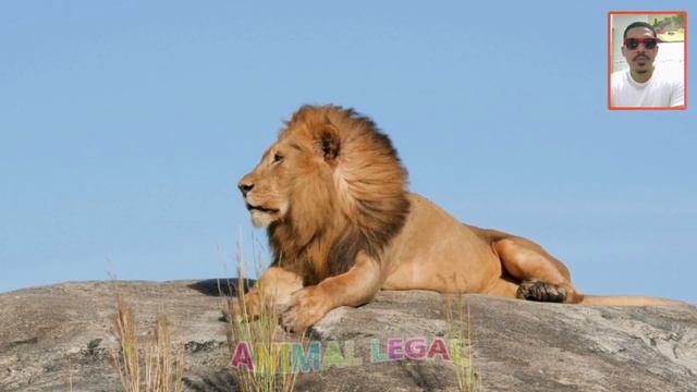 ANIMAIS DOMÉSTICOS - ANIMAIS SELVAGENS - ANIMAIS ENGRAÇADOS - ANIMAL MAMÍFERO - ANIMAIS DA FAZENDA