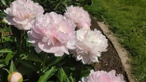 Пион Печер / Ноэми Демей
Paeonia Pecher / Noemie Demay