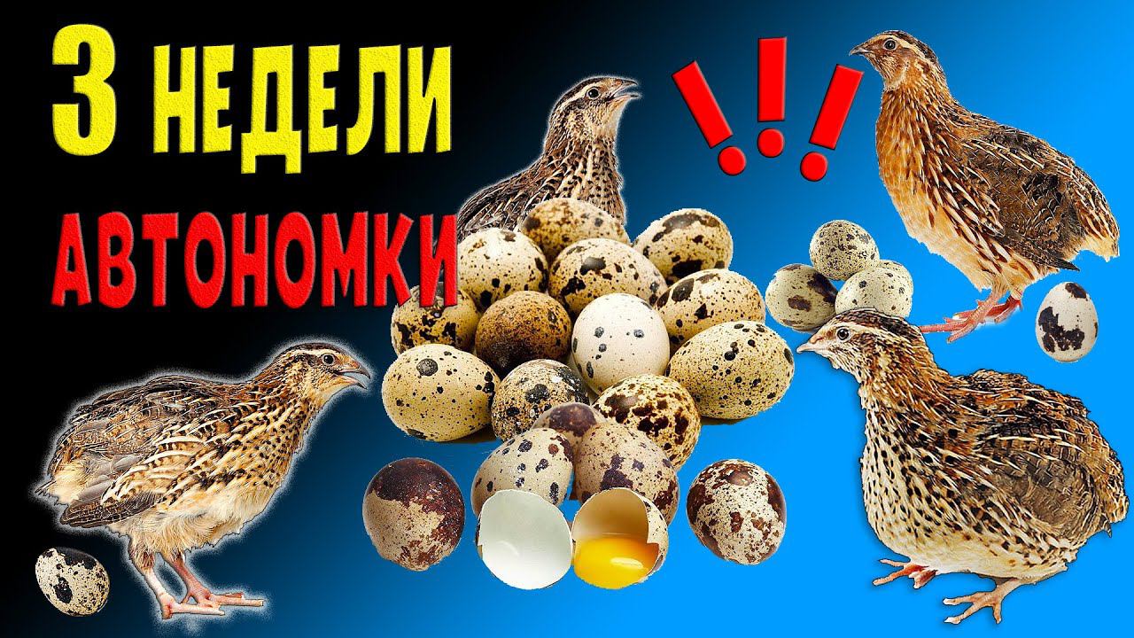 Перепеловоды! Нужна Ваша помощь! 3 недели автономки! смотреть онлайн