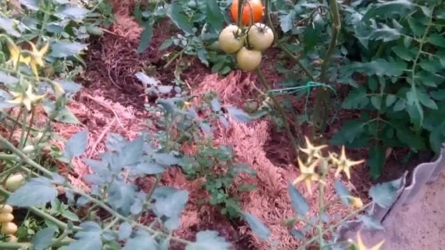 Мульчирование после уборки урожая смотреть онлайн