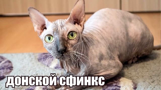 Сфинкс. История и особенности породы