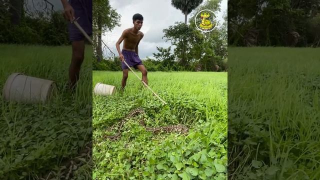 Snake Tv - Find Some Fishes Meet Python Snake смотреть онлайн