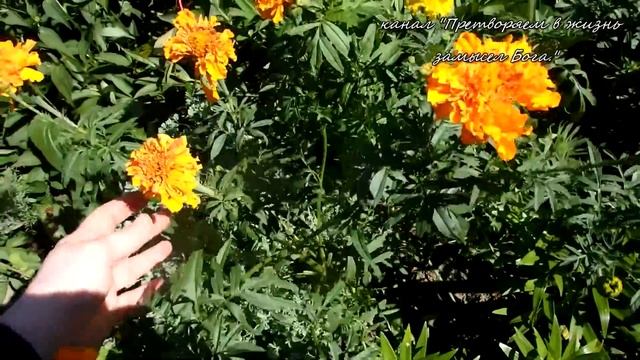 Это растение прогонит нематод, проволочника и возможно луковую муху. смотреть онлайн